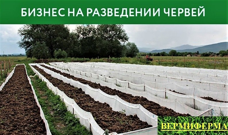 Бизнес план разведения червей