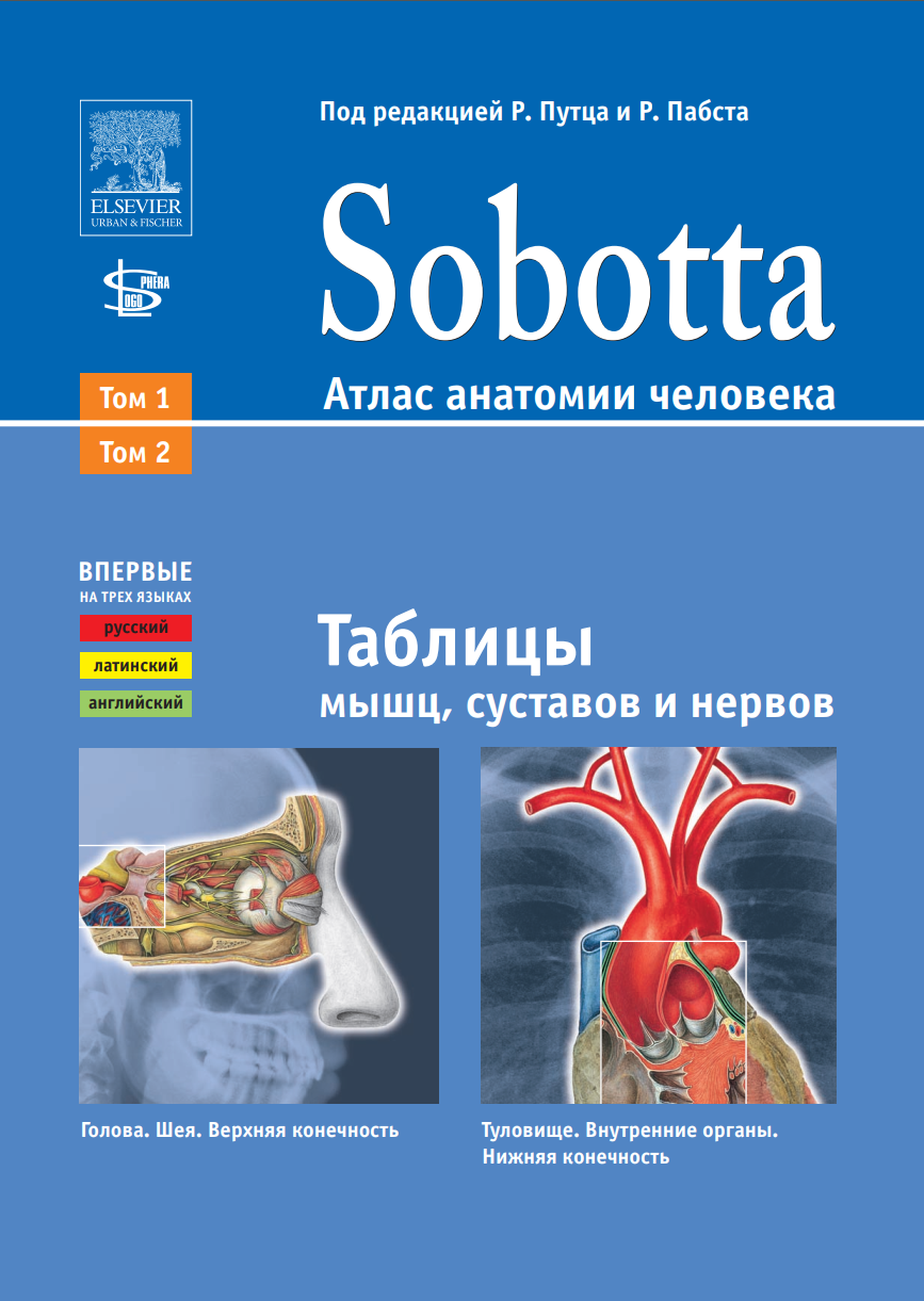 Sobotta. Атлас анатомии человека. Таблицы мышц, суставов, нервов (Йоханнес  Соботта) | Скачать полные курсы практические бесплатно лучше, чем складчина  или торрент складчики все у нас